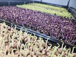 Trays of vibrant microgreens growing indoors, featuring assorted colorful sprouts.