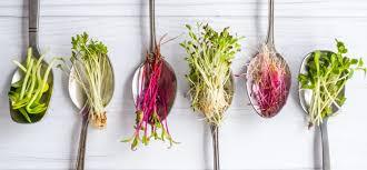 Assorted fresh microgreens displayed on silver spoons over a white wooden background