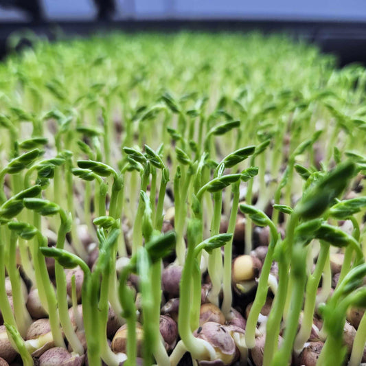 organic speckled pea microgreen