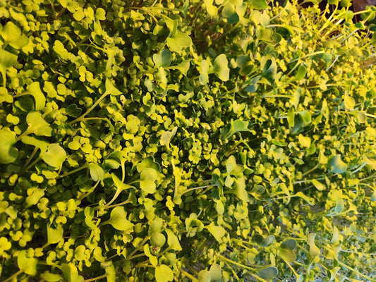 Fresh organic microgreen salad blend with 5 varieties showing vibrant green leaves and stems from Robby Ds Lil Greens