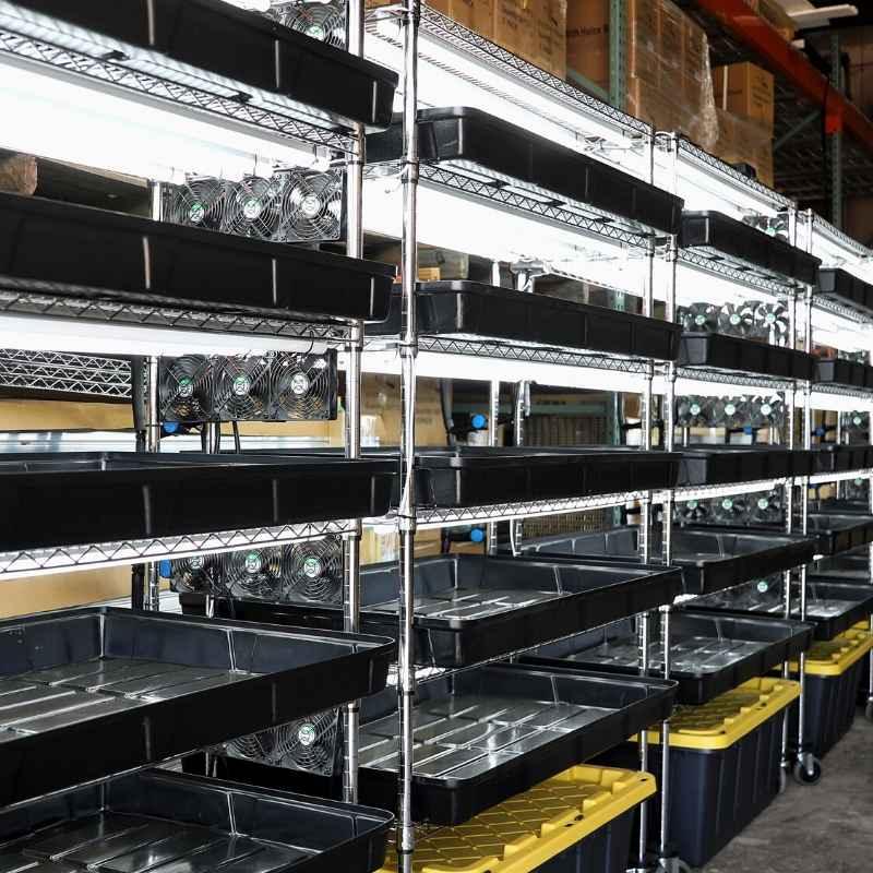 Metal shelving racks with grow lights and black trays for microgreen farming indoors