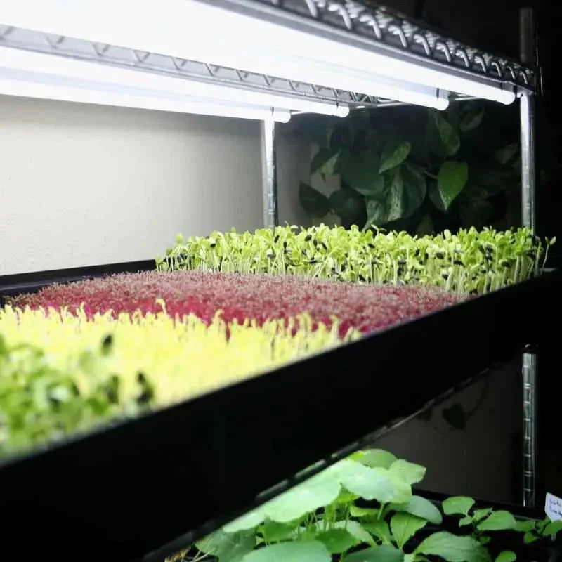 Indoor microgreens growing on rack under LED grow lights, vibrant green and red sprouts