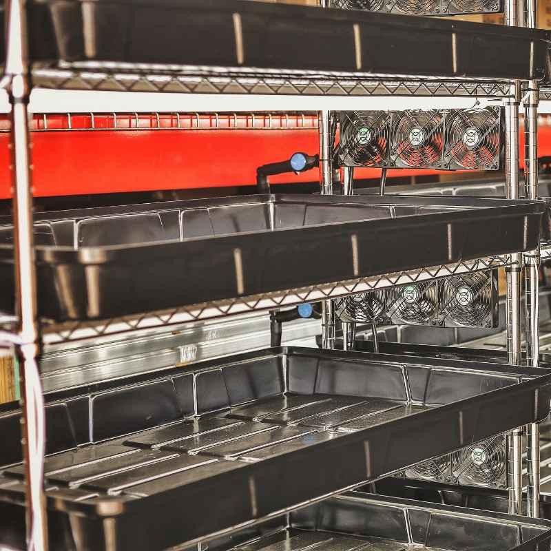 Metal racks with black trays and fans for indoor microgreen growing setup