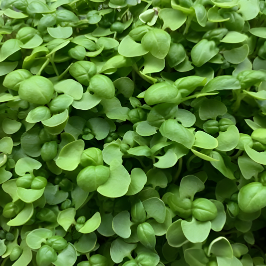 Fresh organic Genovese basil microgreens, dense tray of green cotyledon leaves