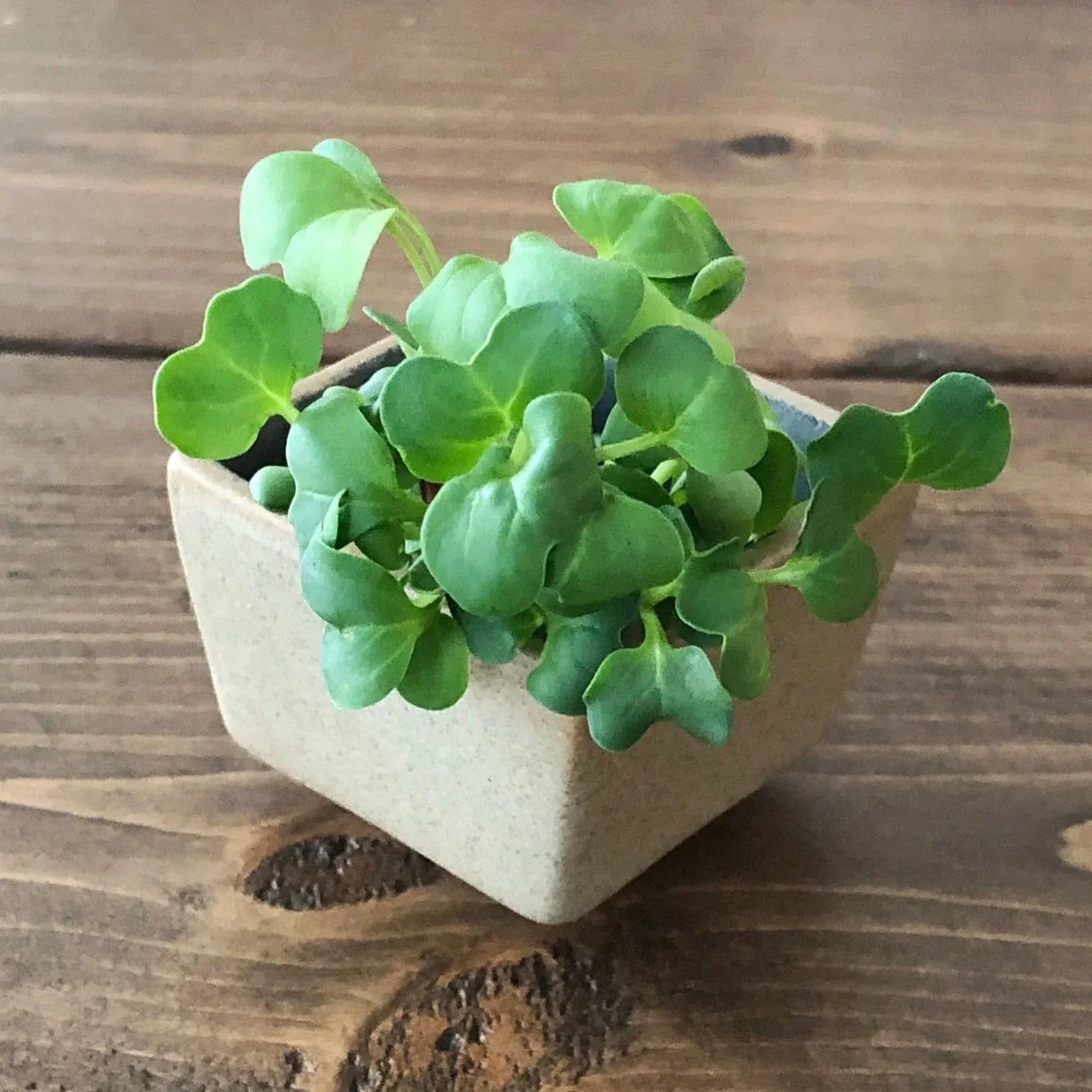 Fresh organic daikon radish microgreens with spicy peppery flavor from Robby Ds Lil Greens in clear container