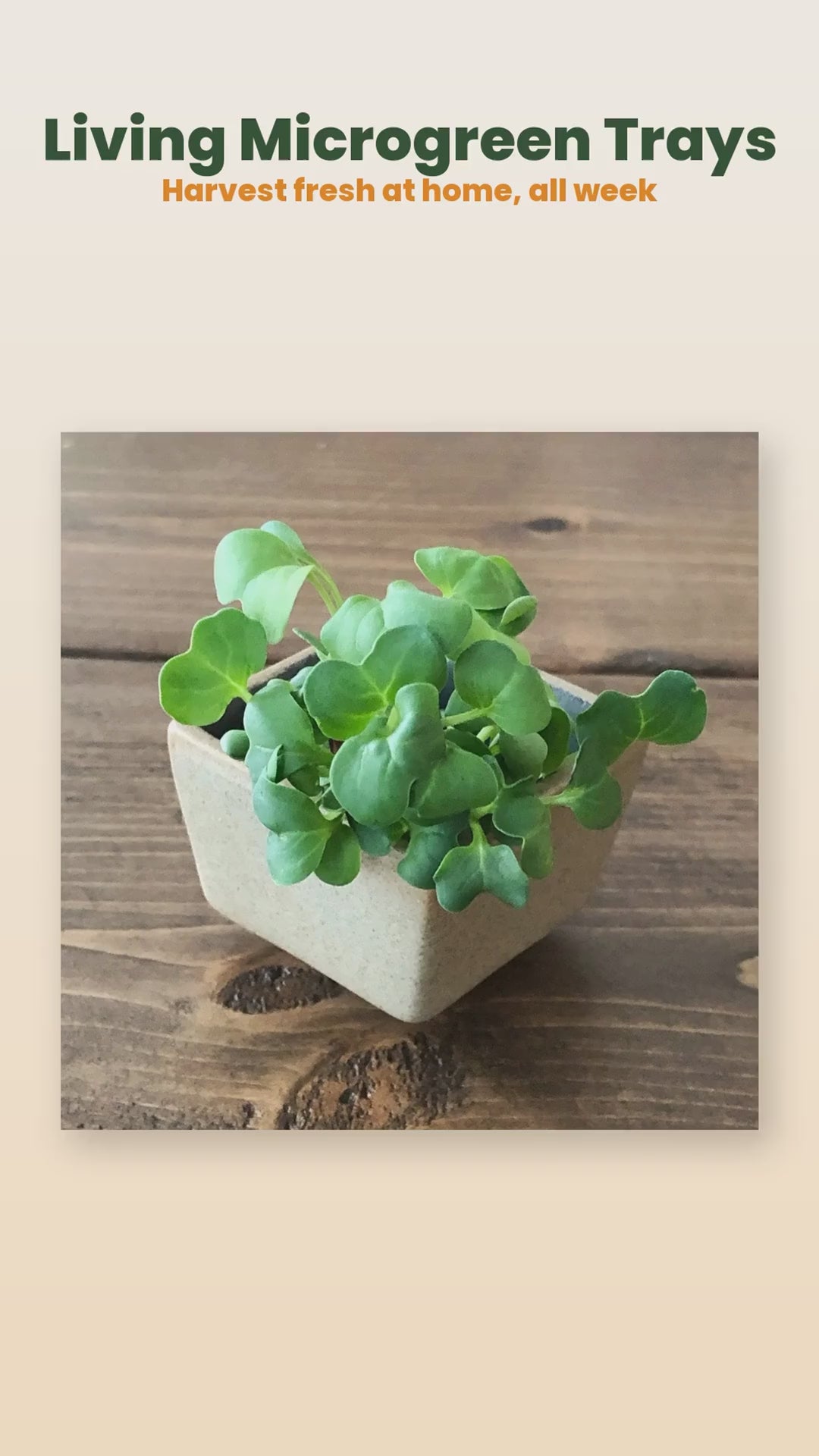 Living microgreen trays product reel
