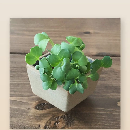 Organic daikon radish microgreens product reel