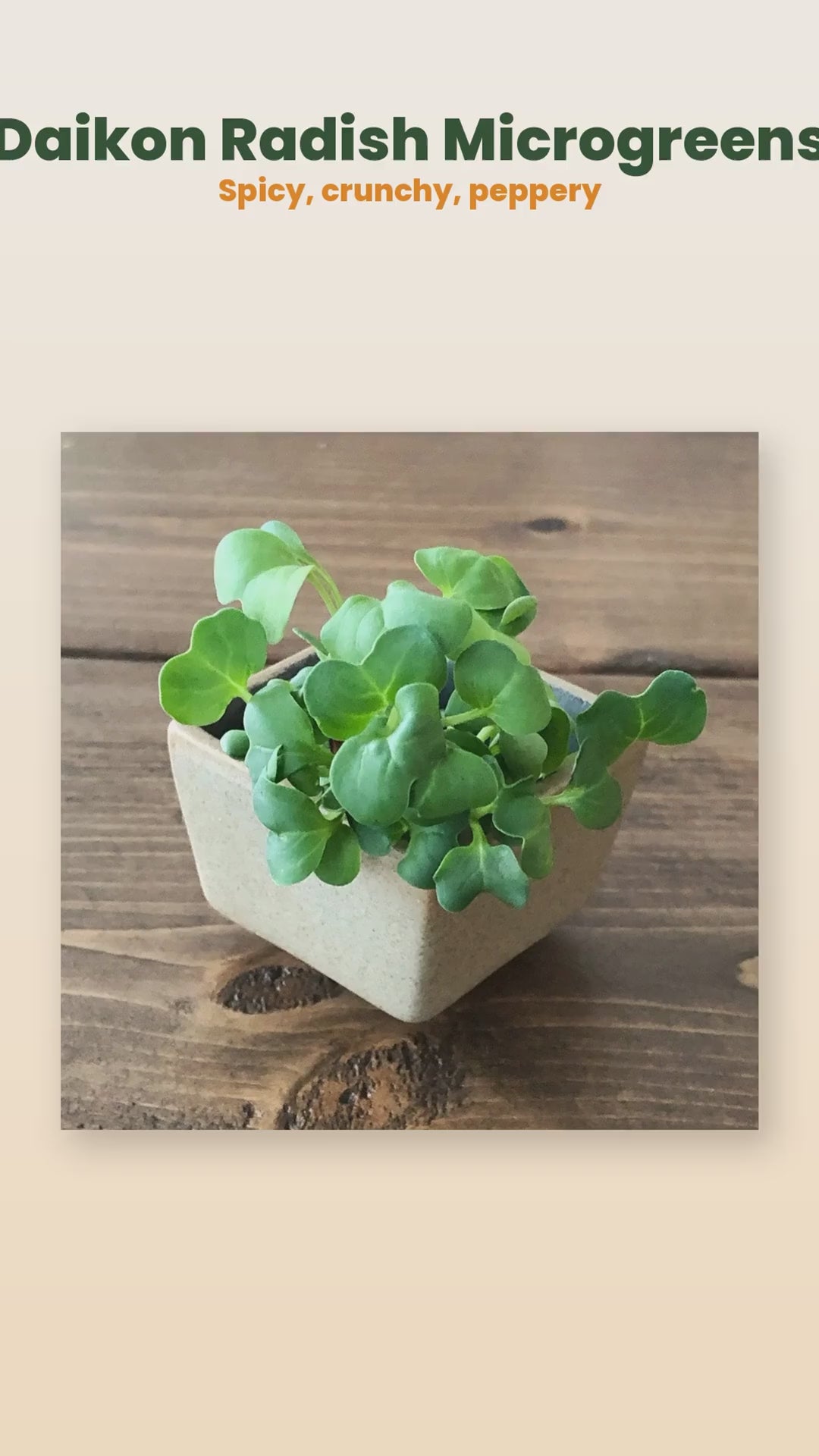 Organic daikon radish microgreens product reel