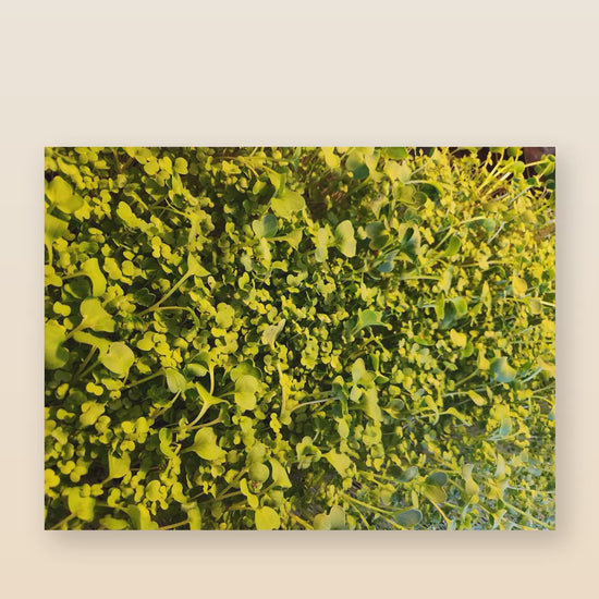 Organic microgreen salad blend product reel