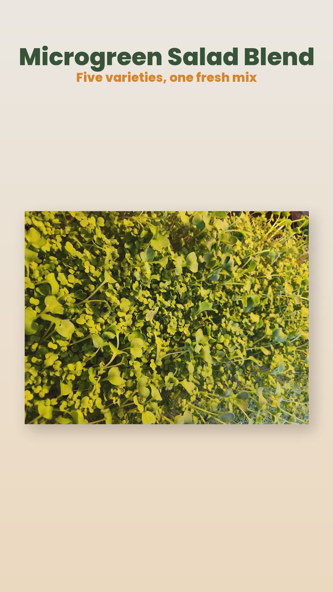 Organic microgreen salad blend product reel