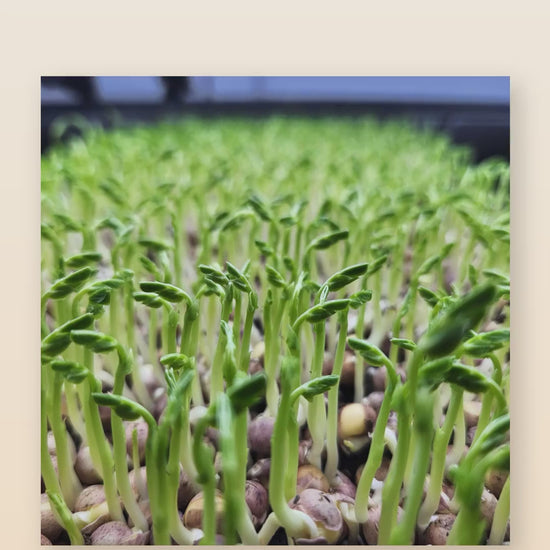 Organic speckled pea microgreens product reel