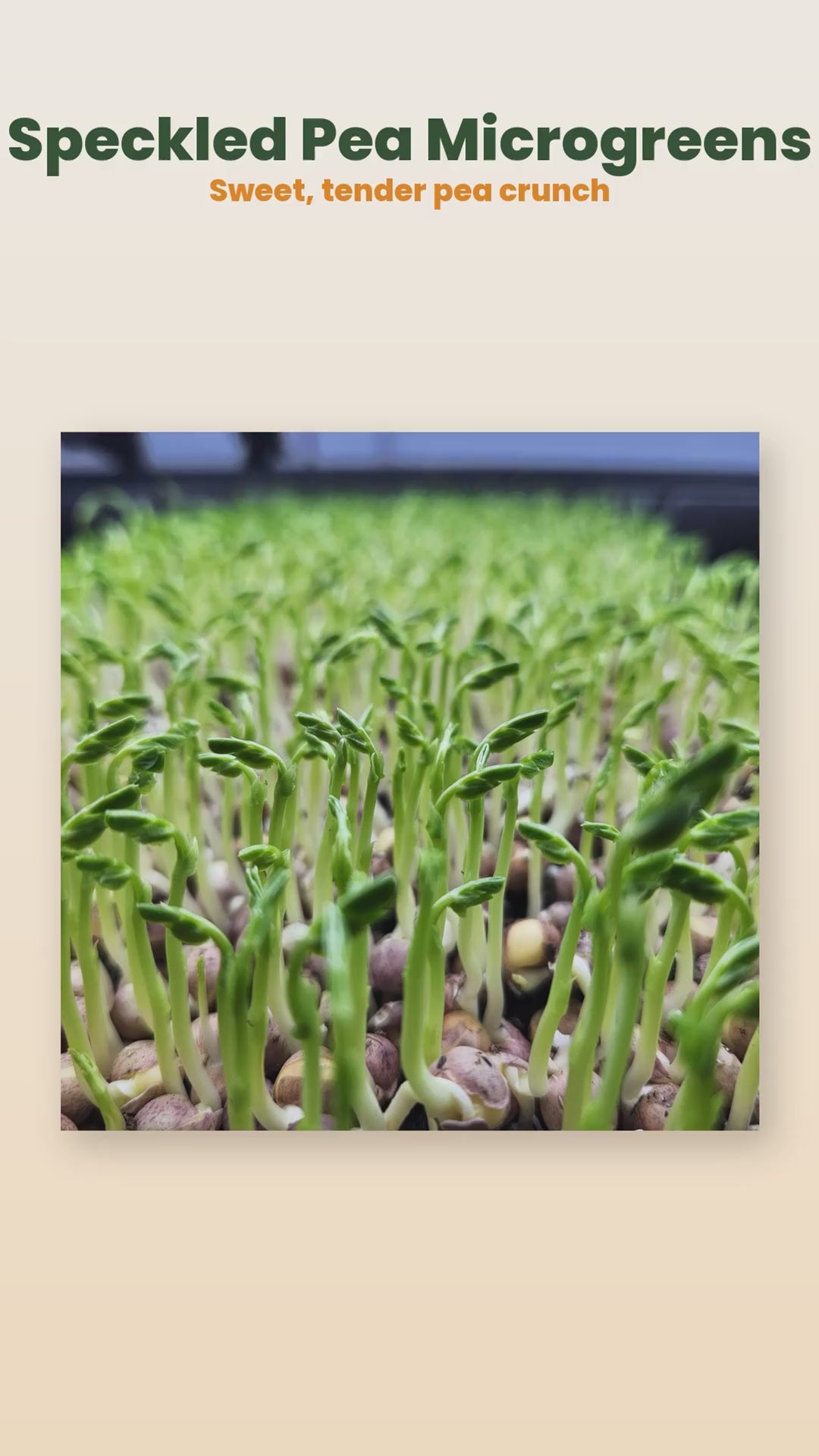 Organic speckled pea microgreens product reel