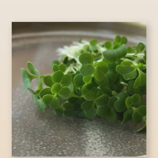 Organic broccoli microgreens product reel
