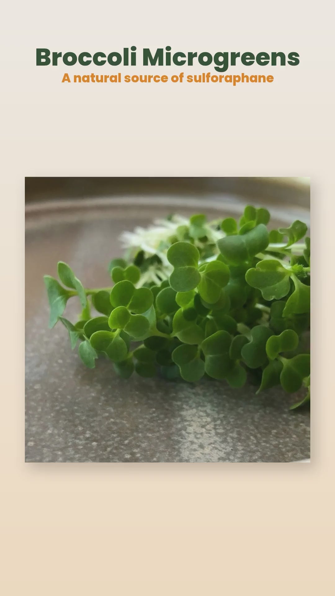Organic broccoli microgreens product reel