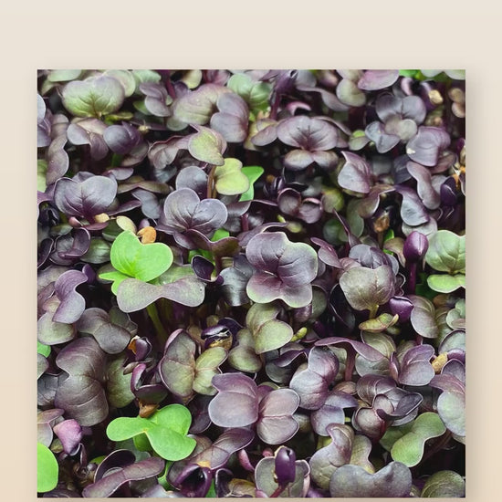 Organic red radish microgreens product reel