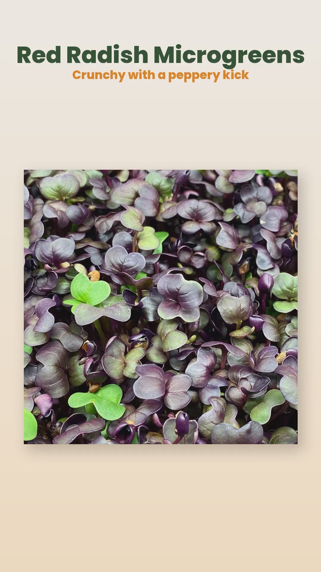 Organic red radish microgreens product reel
