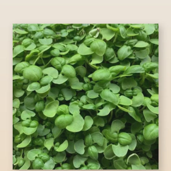 Organic Genovese basil microgreens product reel