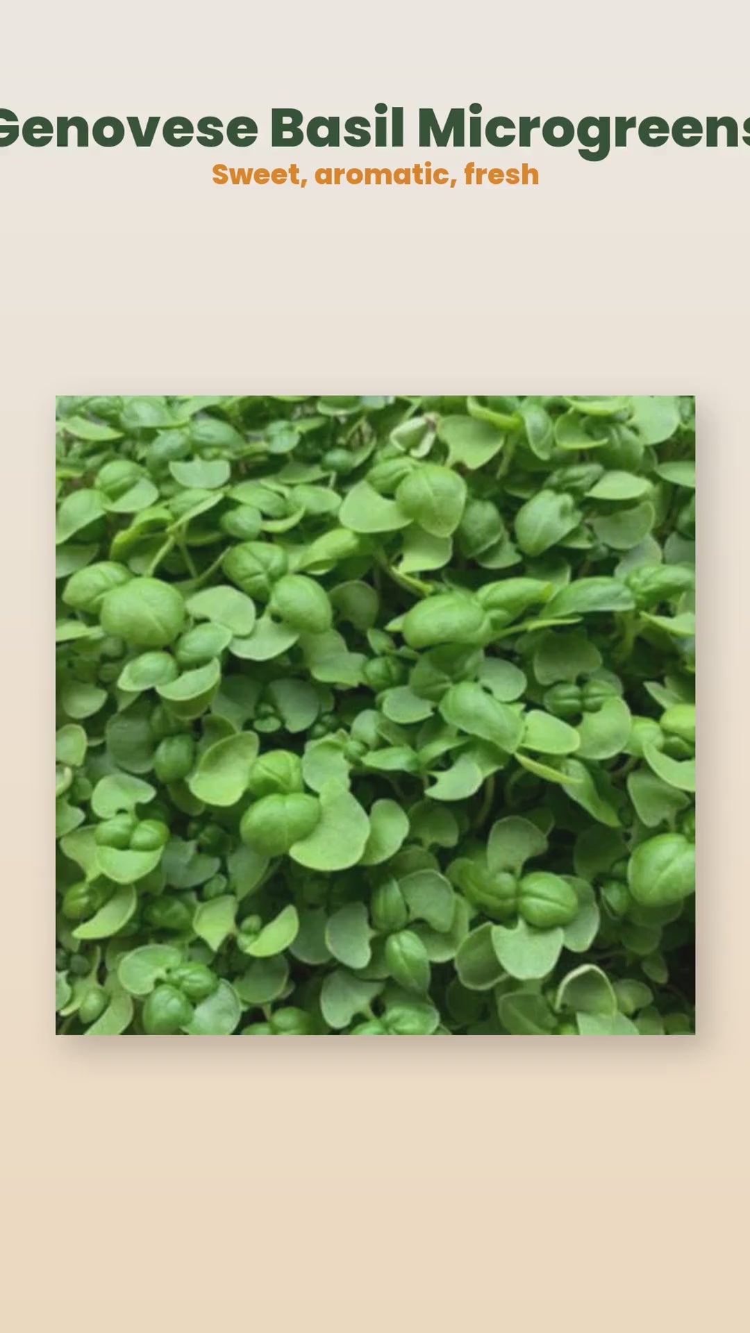 Organic Genovese basil microgreens product reel