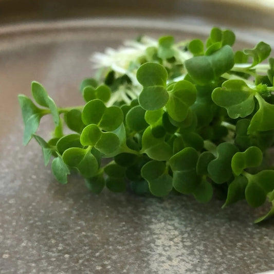 Fresh organic broccoli microgreens in clear container showing vibrant green tender shoots from Robby Ds Lil Greens
