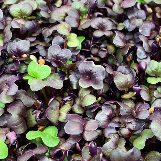 Fresh organic red radish microgreens with vibrant green leaves and pink stems from Robby Ds Lil Greens